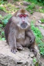 Monkey at Mount Emei Royalty Free Stock Photo