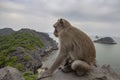 Monkey in mount top of island beach scenario Lan Ha bay, landmark destination, Cat Ba islands, Vietnam