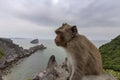 Monkey in mount top of island beach scenario Lan Ha bay, landmark destination, Cat Ba islands, Vietnam