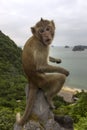 Monkey in mount top of island beach scenario Lan Ha bay, landmark destination, Cat Ba islands, Vietnam