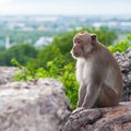 Monkey in the mountain