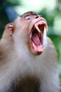 Monkey Royalty Free Stock Photo