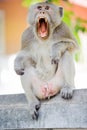 Monkey mouth open Royalty Free Stock Photo