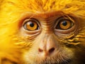 Monkey yellow close up Macaca fascicularis Made With Generative AI illustration