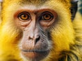 Monkey yellow close up Macaca fascicularis Made With Generative AI illustration