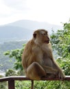 Monkey in national park, Thailand Royalty Free Stock Photo