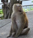 Monkey in national park, Thailand Royalty Free Stock Photo