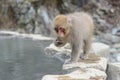 Monkey in a natural onsen (hot spring), located in Jigokudani Monkey Park or Snow Monkey Royalty Free Stock Photo