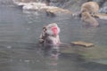 Monkey in a natural onsen (hot spring) Royalty Free Stock Photo