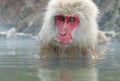 Monkey in a natural onsen (hot spring), located in Snow Monkey, Nagono Japan Royalty Free Stock Photo