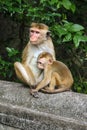 Monkey in Natural setting with young mother with baby