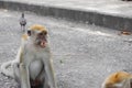 Monkey nature angry in Thailand Royalty Free Stock Photo