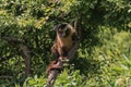 A monkey on a tree. A monkey in nature. Robust capuchin monkeys are capuchin monkeys in the genus Sapajus