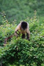 A monkey on a tree. A monkey in nature. Robust capuchin monkeys are capuchin monkeys in the genus Sapajus