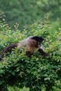 A monkey on a tree. A monkey in nature. Robust capuchin monkeys are capuchin monkeys in the genus Sapajus