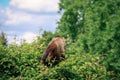 A monkey on a tree. A monkey in nature. Robust capuchin monkeys are capuchin monkeys in the genus Sapajus