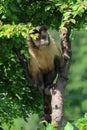 A monkey on a tree. A monkey in nature. Robust capuchin monkeys are capuchin monkeys in the genus Sapajus