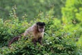 A monkey on a tree. A monkey in nature. Robust capuchin monkeys are capuchin monkeys in the genus Sapajus