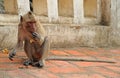 Monkey nearly entrance to Khao Luang cave Royalty Free Stock Photo