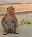 Monkey nearly entrance to Khao Luang cave Royalty Free Stock Photo