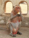 Monkey nearly entrance to Khao Luang cave Royalty Free Stock Photo