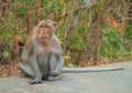Monkey nearly entrance to Khao Luang cave Royalty Free Stock Photo
