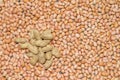 Monkey nut-Close up view of peanut or groundnut. Royalty Free Stock Photo