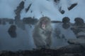 Monkey in onsen Royalty Free Stock Photo