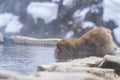 Monkey in onzen, Monkey onsen in a natural hot spring, located in Snow Monkey, Nagono Japan Royalty Free Stock Photo