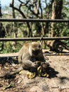 the monkey is opening bananas to eat