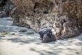 Monkey with a stolen bag from tourists