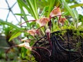 Monkey orchid (Dracula Simia), Rare Colombian Orchid Royalty Free Stock Photo