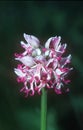 Monkey orchid Orchis simia Royalty Free Stock Photo