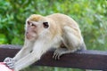 Monkey in park attacked a man trying to grab stuffs