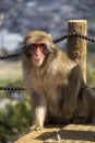Monkey Park, Kyoto Royalty Free Stock Photo