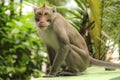 Monkey in a park Royalty Free Stock Photo