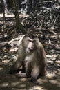 Monkey on a path in the mangrove Royalty Free Stock Photo