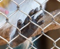 Monkey paw in a zoo cage. Royalty Free Stock Photo