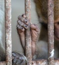 Monkey paw in a zoo cage. Royalty Free Stock Photo