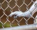 Monkey paw in a zoo cage. Royalty Free Stock Photo