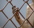 Monkey paw in a zoo cage. Royalty Free Stock Photo