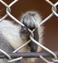 Monkey paw in a zoo cage. Royalty Free Stock Photo