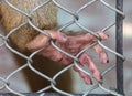 Monkey paw in a zoo cage. Royalty Free Stock Photo