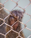 Monkey paw in a zoo cage. Royalty Free Stock Photo