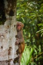 A monkey peeking from tree . Peek-a-boo