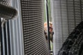 Monkey peeping from the corners of a window sunshade screen. Monkeys search for food in urban buildings