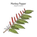 Monkey pepper Xylopia aromatica , spice and medicinal plant