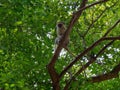 Monkey perched in the tree tops of a lush jungle, enjoying the view from a tree house vantage point Royalty Free Stock Photo