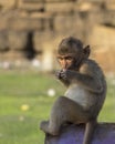 Monkey in Phra Prang Sam Yot. Royalty Free Stock Photo