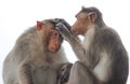 Monkey picking lies Royalty Free Stock Photo